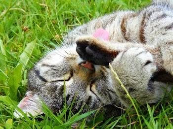 Brown Tabby Kitten on Green Grass