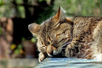 Brown Tabby Sleeping on Black Surface Outdoor