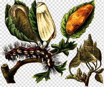 Brown-tail Insect Butterfly Pest Caterpillar, Caterpillars and trees transparent background PNG clipart