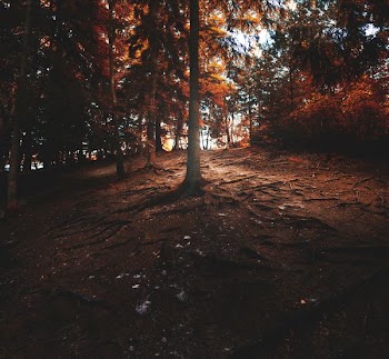 brown tall tree