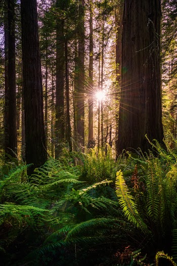 Brown Tall Trees