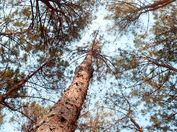 Brown Tall Trees Under Sunny Sky