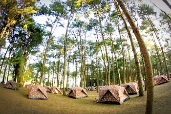 Brown Tents Under Trees