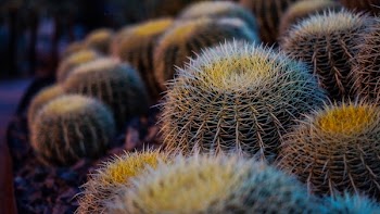 Brown Thorny Plant