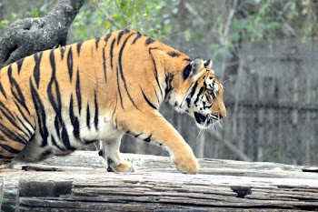 Brown Tiger