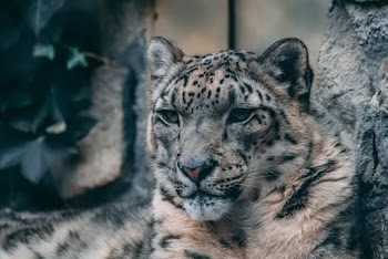 Brown Tiger in Closed Up Photography