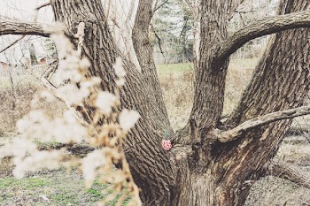 Brown Tree