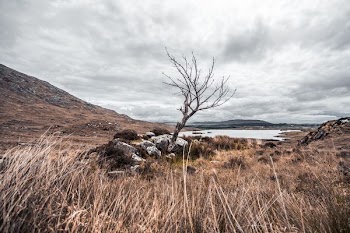 brown tree
