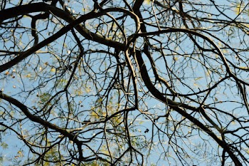 Brown Tree