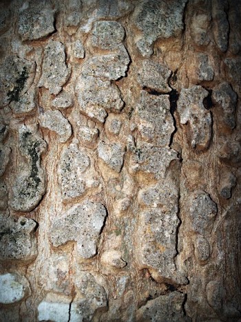 Brown Tree