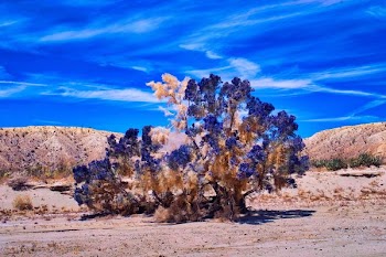 brown tree at desert during daytime