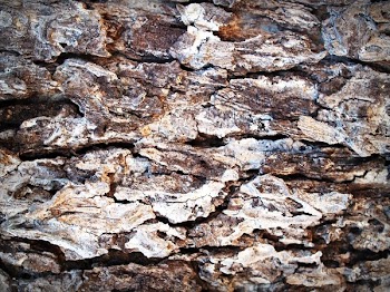 Brown Tree Bark