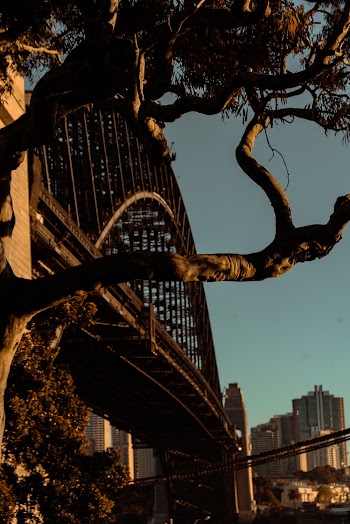 Brown Tree Beside Arch Bridge