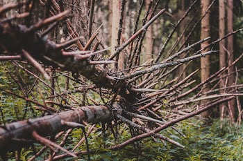 Brown Tree Branches