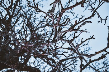 Brown Tree Branches Under Blue Sky
