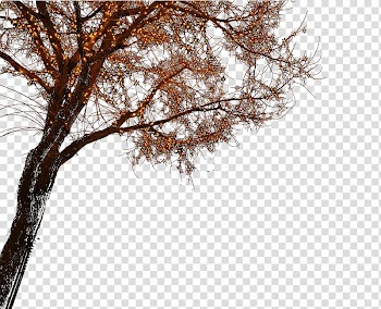 Brown tree illustration, Light Nightscape, Night lights transparent background PNG clipart