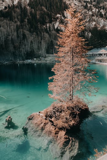 Brown Tree In The Middle Of Body Of Water