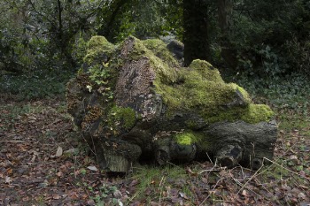Brown Tree Log Filled With Moss on Withered Leaf Field