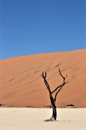 brown tree on the field photography