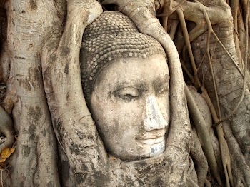 Brown Tree Roots