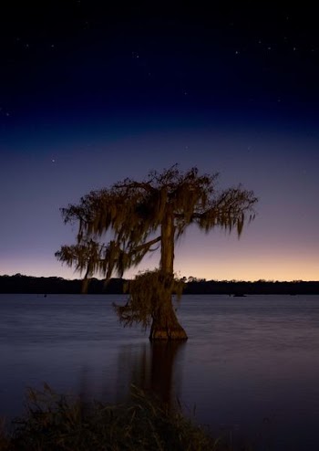 brown tree surrounded ocean water under night sky