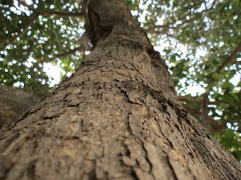 Brown Tree Trunk