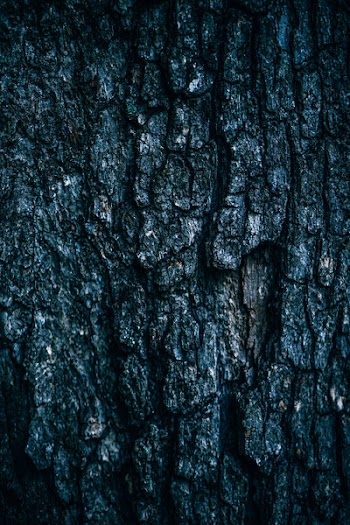 Brown Tree Trunk