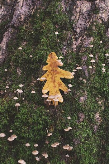 brown tree trunk with brown leaf