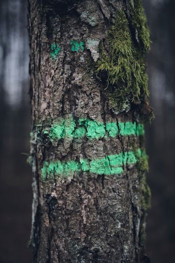 brown tree trunk with green striped paint and moss