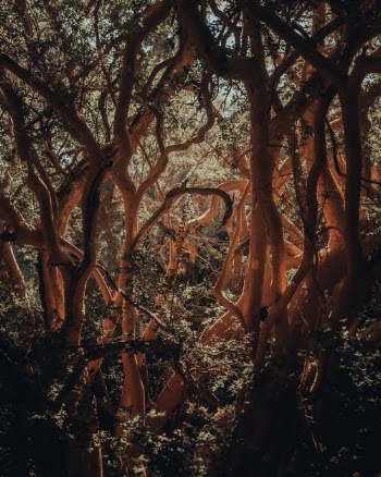 Brown Tree With Green Leaves · Free Stock Photo