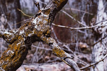 Brown Tree With Green Moss at Daytime