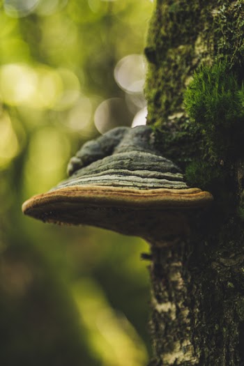 Brown Tree With Moth in Bokeh Photography