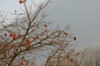 Brown Tree With Orange Furin
