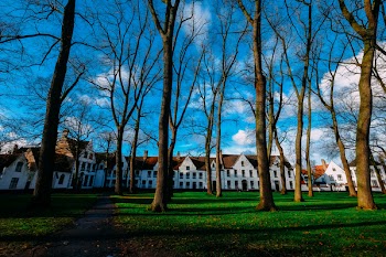 Brown Trees