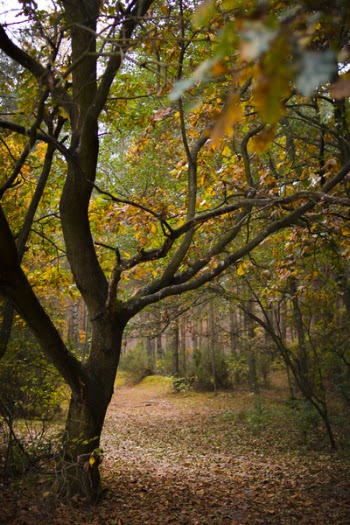 Brown Trees