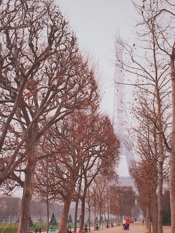 Brown Trees