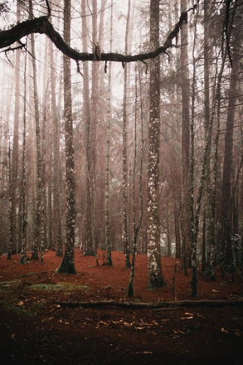 Brown Trees