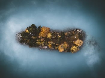 brown trees aerial photography