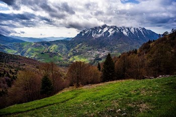 brown trees and snow covered mountain under cloudy sky