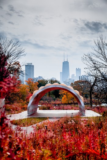 Brown Trees at Park