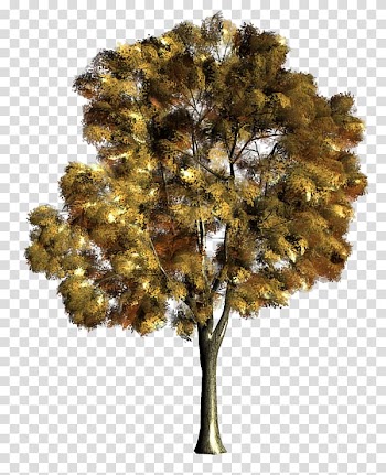 Brown trees illustration, Drawing Trees Weeping fig Watercolor painting, arboles transparent background PNG clipart