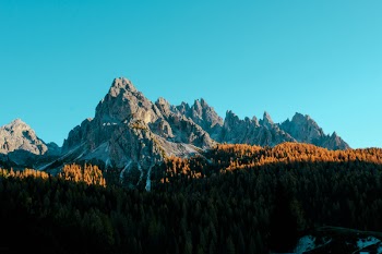 Brown Trees Near Gray Mountain