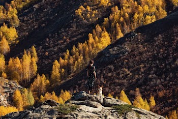 Brown Trees on Mountain