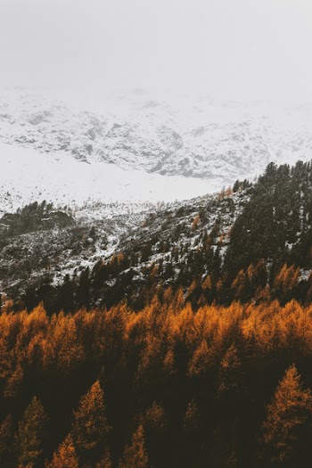 Brown Trees On Mountains