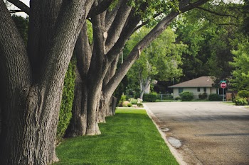 Brown Trees Surrounded by Green Grass