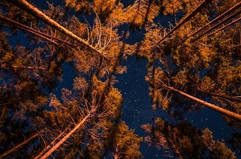 brown trees under the starry night