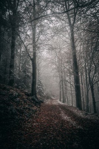 brown trees with fog during daytime