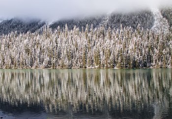 brown trees with smoke