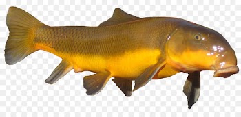 Brown trout Marine biology Ide Fauna - cukur bubble 