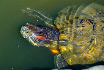 Brown Turtle